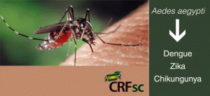aedes_crf
